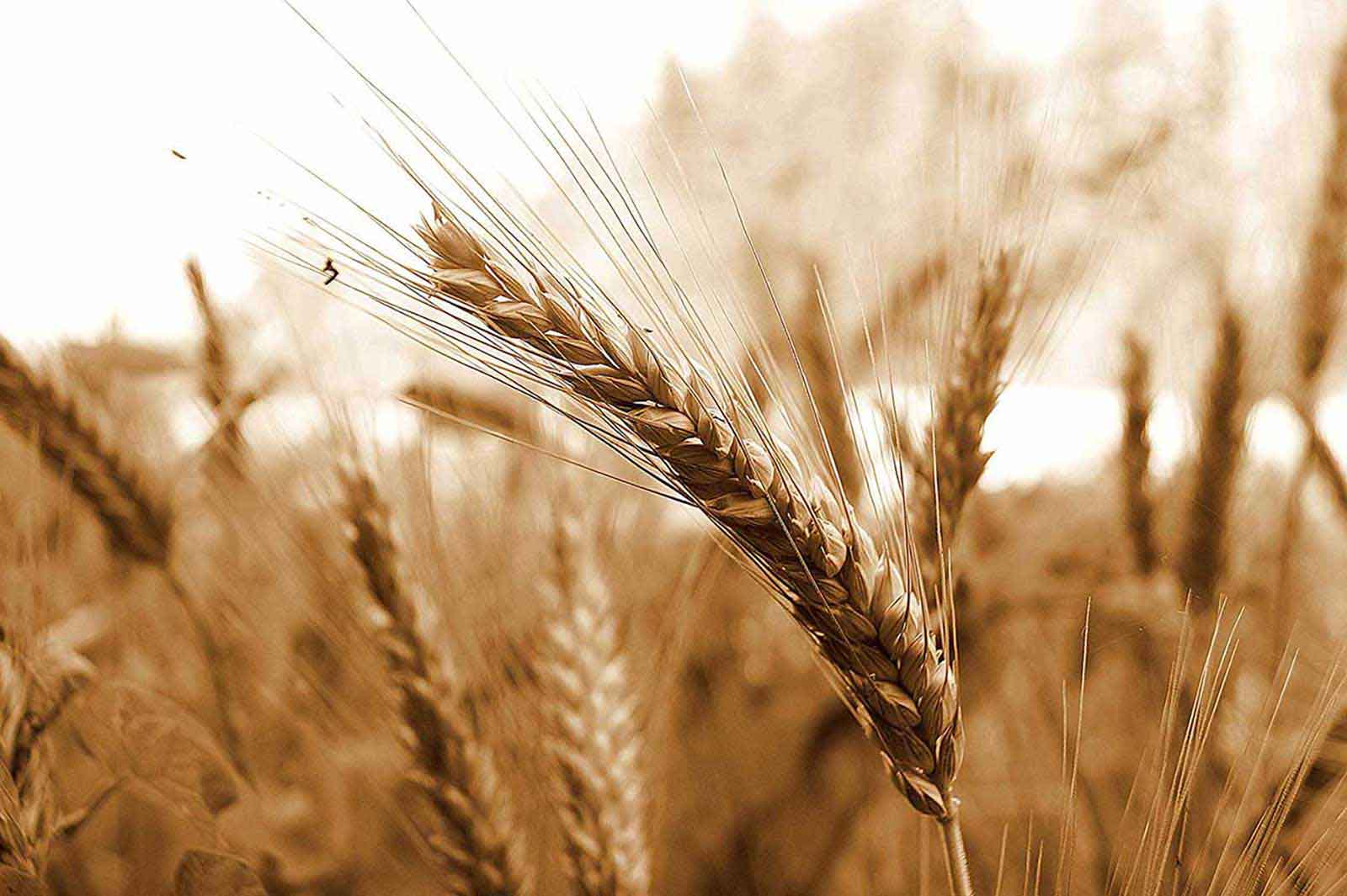 WHEAT_2500px5