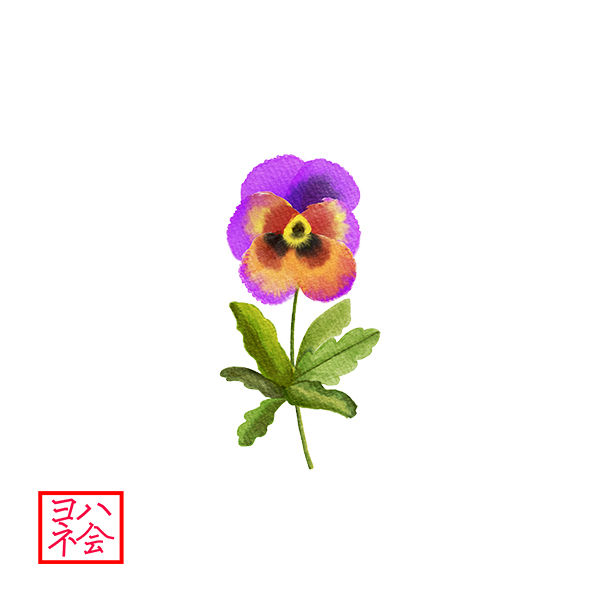 pansy