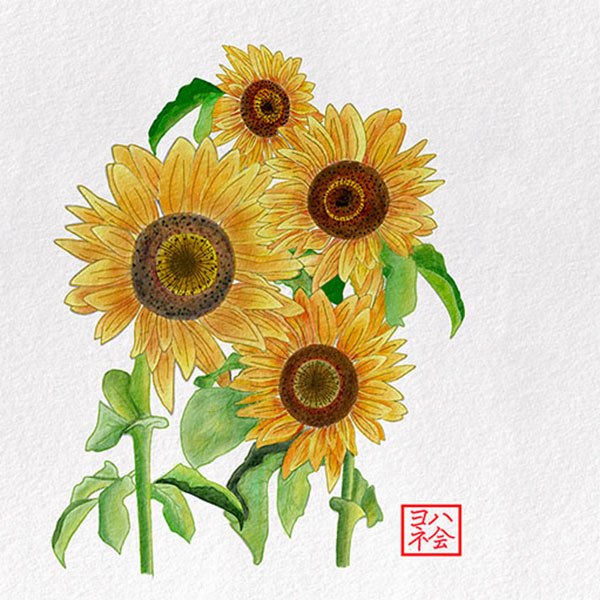 sunflower